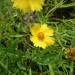 Lanceleaf Coreopsis